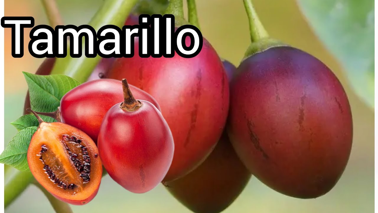 Ruk Tamatar (Tamarillo): The Tangy Treasure of Nature
